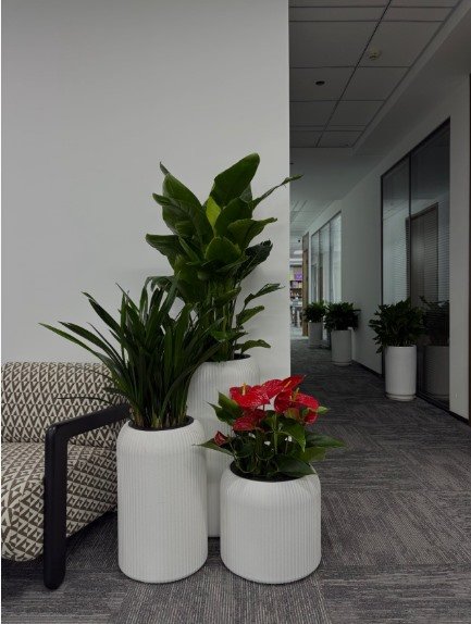 White ribbed magnesium oxide planters with office plants